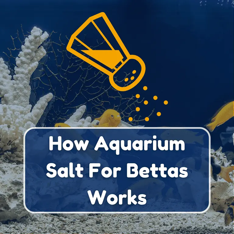aquarium salt for bettas featured