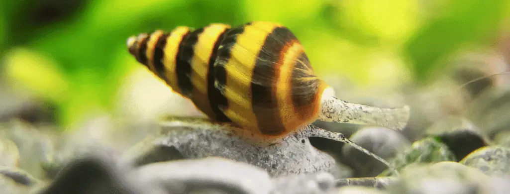 assassin snails for betta tanks