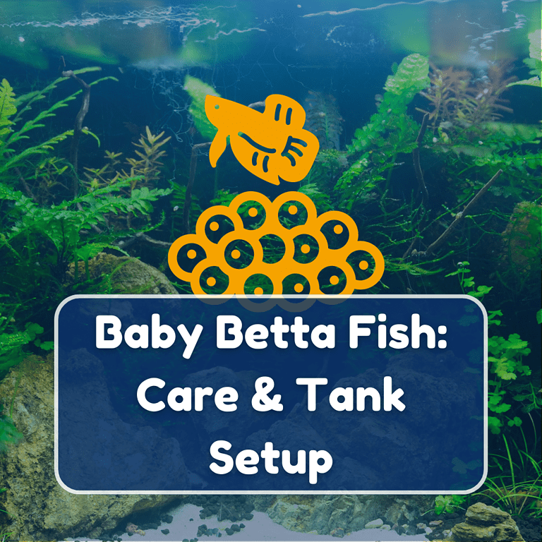 baby betta fish care featured