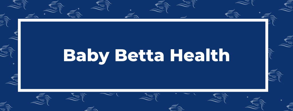 baby betta health heading