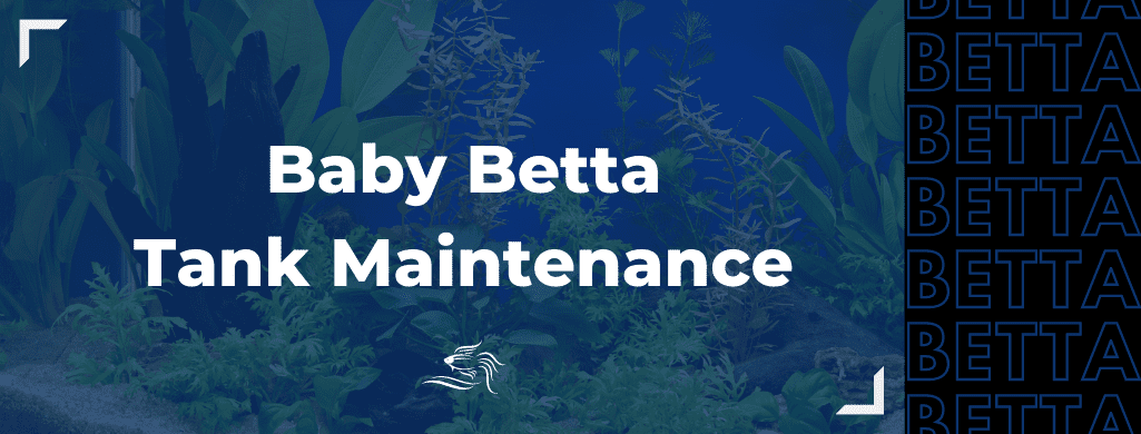 baby betta tank maintenance heading