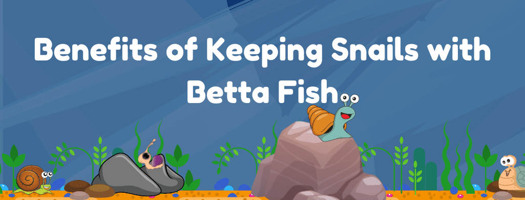 benefits of snails with betta fish