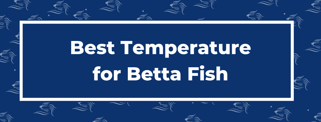 best temperature for betta fish ATF