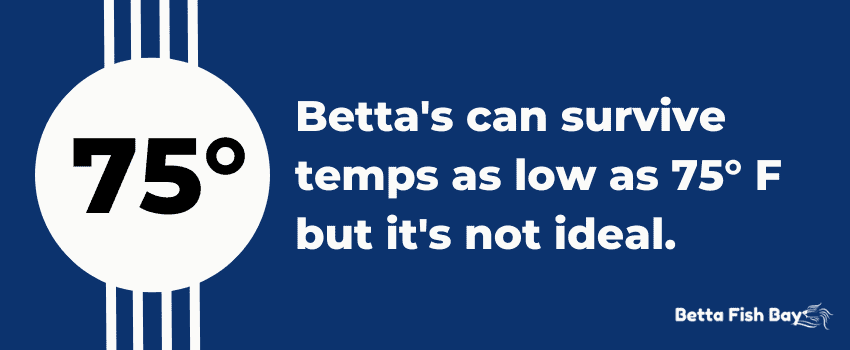 best temperature for betta ideal data