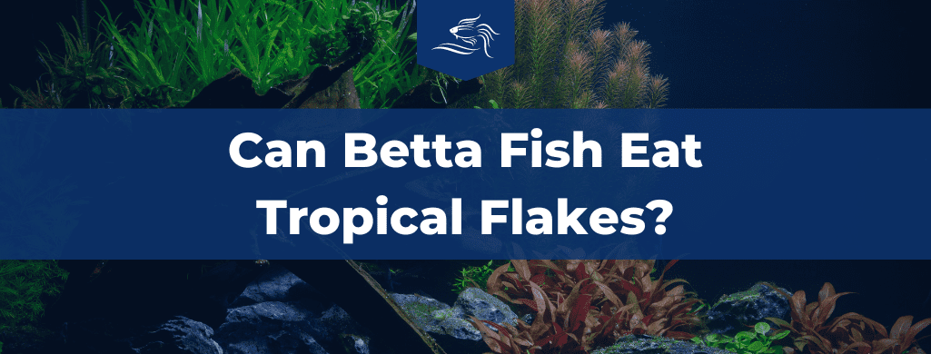 betta fish eat tropical flakes ATF