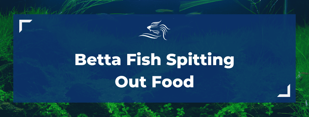 betta fish spitting out food ATF