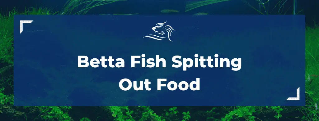 Betta spits out food hotsell