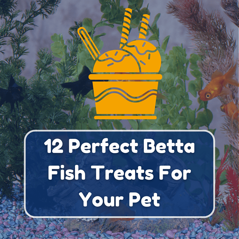 betta fish treats featured