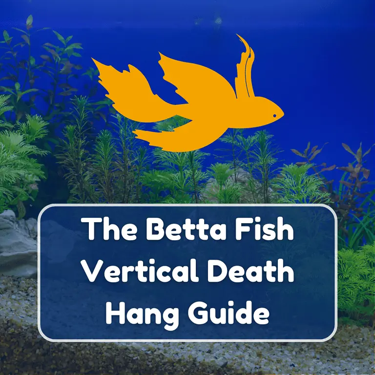 betta fish vertical death hang featured