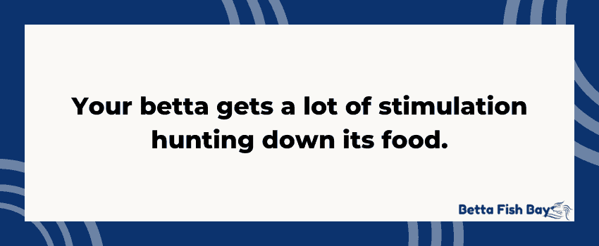 betta treats hunting stimulation data