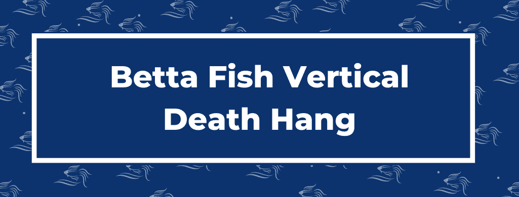 betta vertical death hang ATF