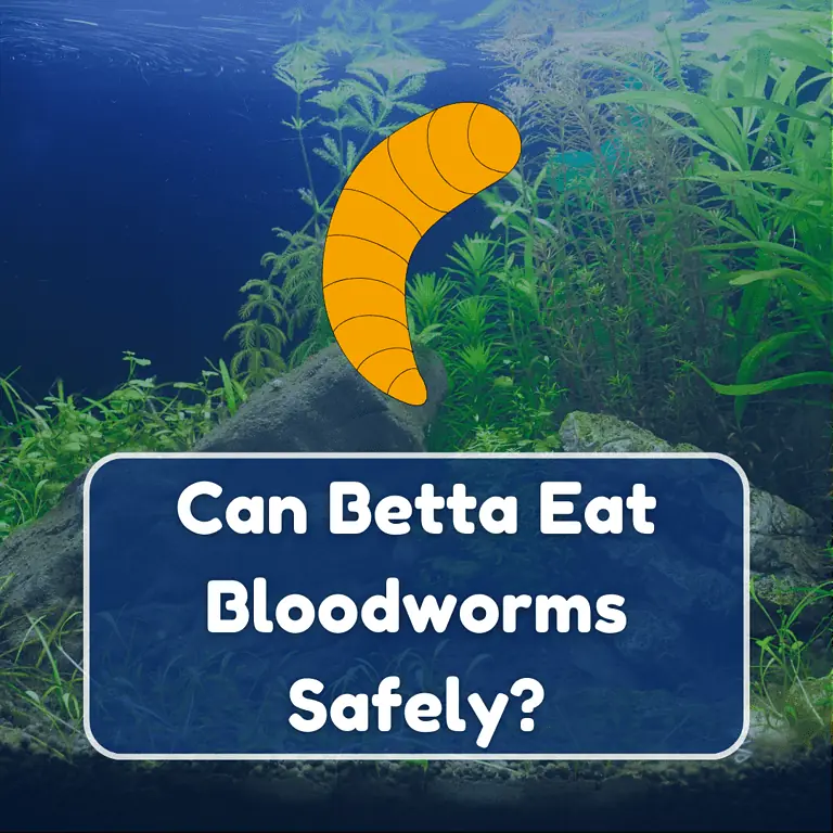 blood worms for betta