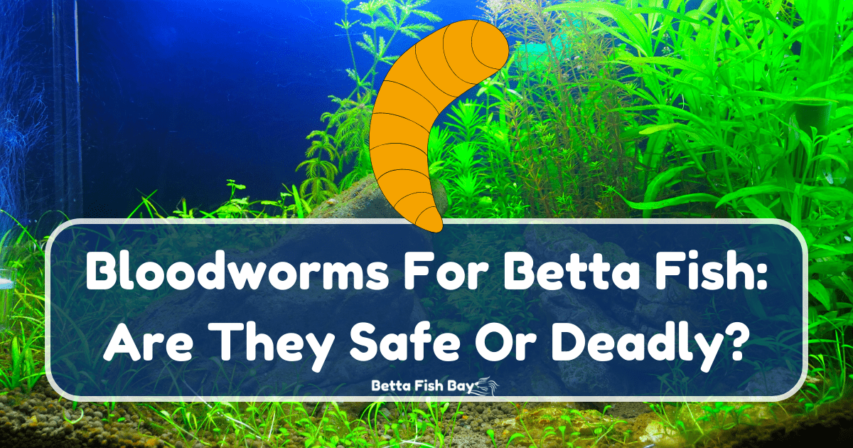 Buy Blood Worms Dry For Beta Fish online