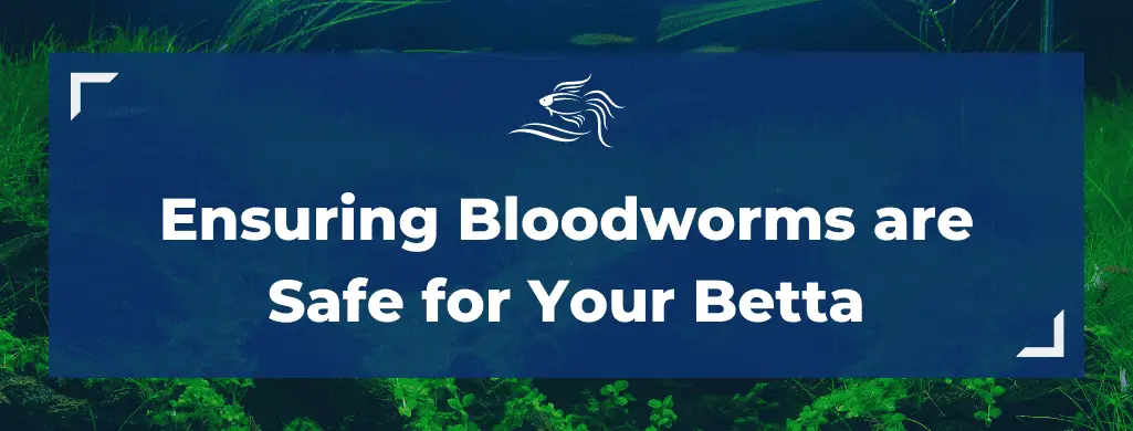 bloodworms ensuring safe heading