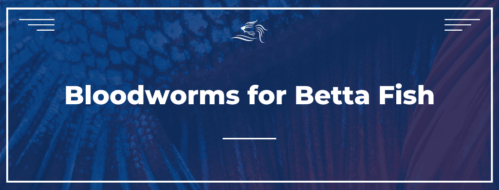 bloodworms for betta fish ATF