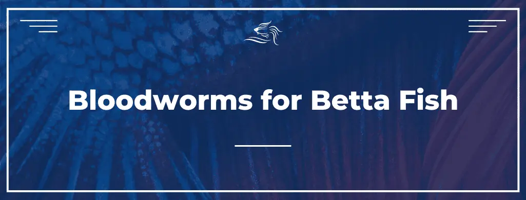 bloodworms for betta fish ATF