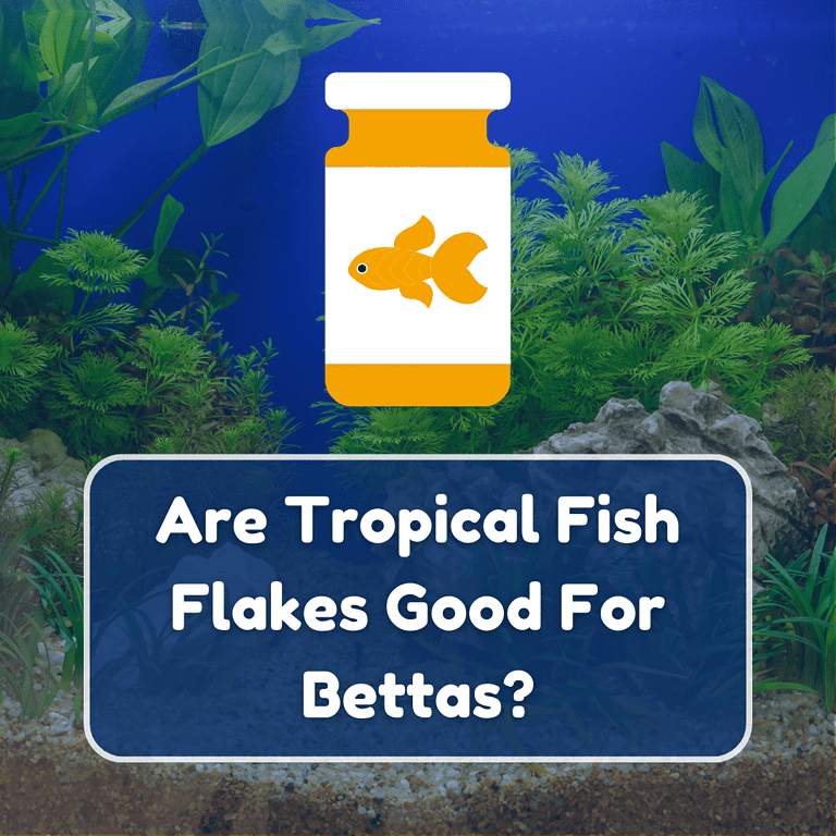 can betta eat tropical flakes (1)