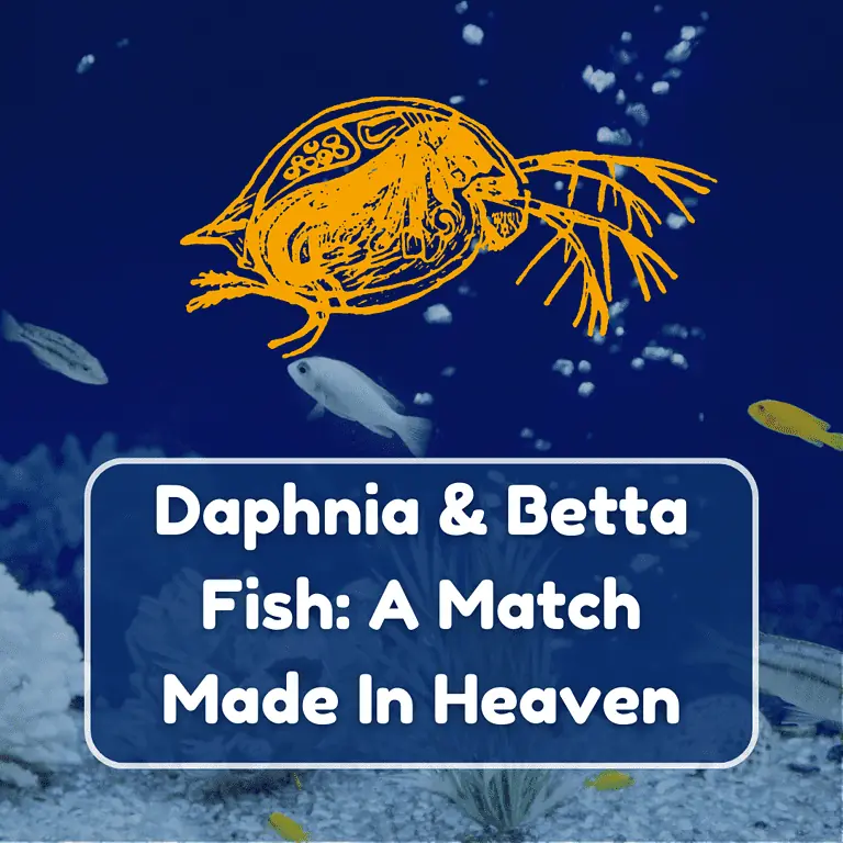 daphnia for betta featured