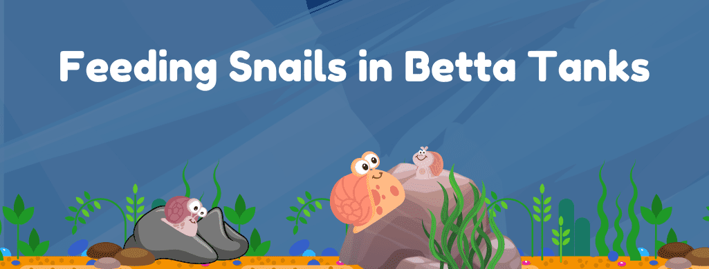feeding snails in betta fish tanks