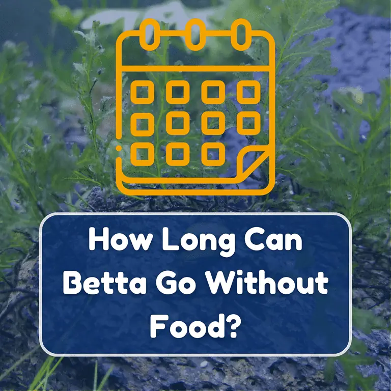 how long can betta fish go without food featured