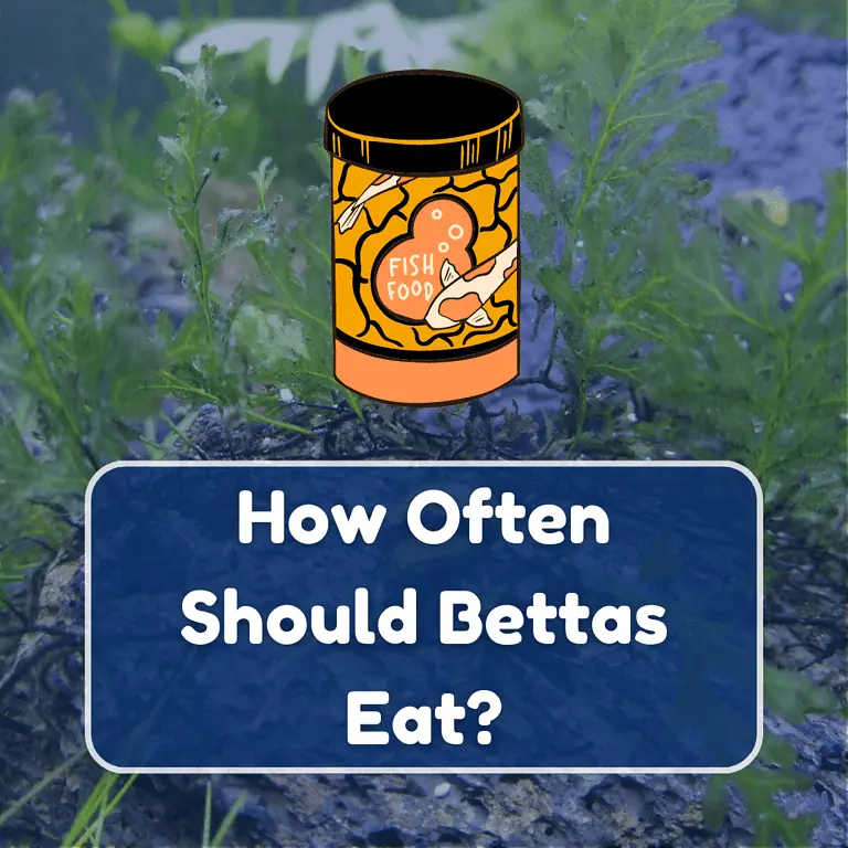 how often to feed betta fish featured