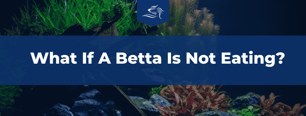 how often to feed betta what if not eating data