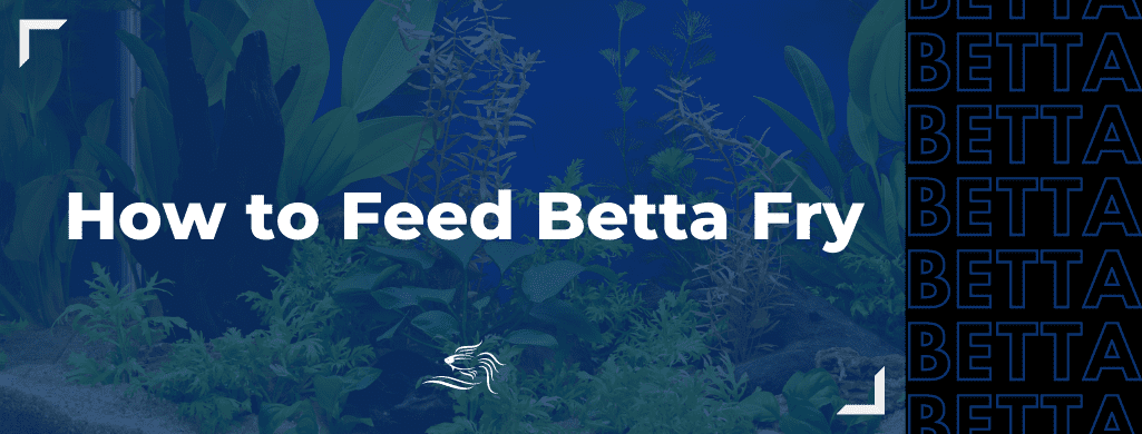 how to feed betta fry heading