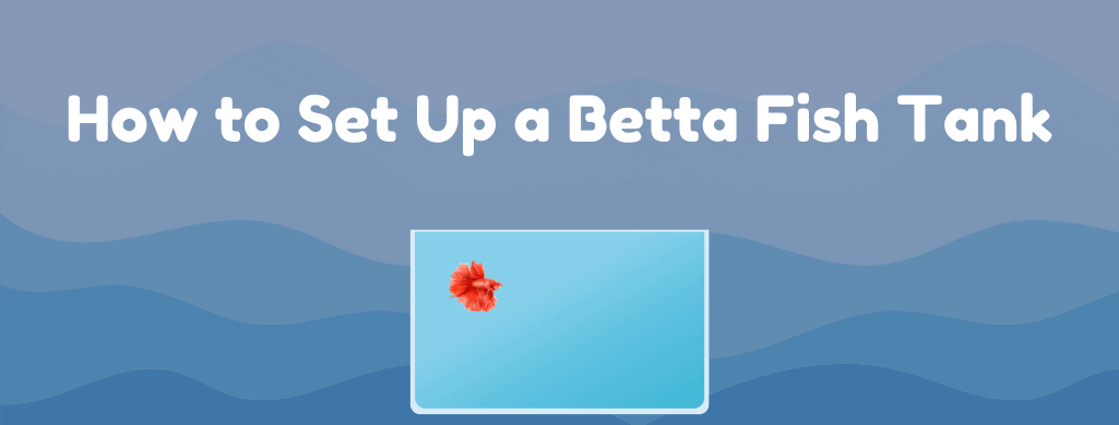 how to set up a betta fish tank custom