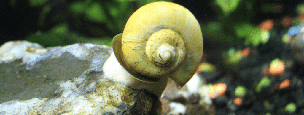 mystery snails for betta tanks