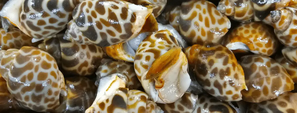 nerite snails for betta tanks