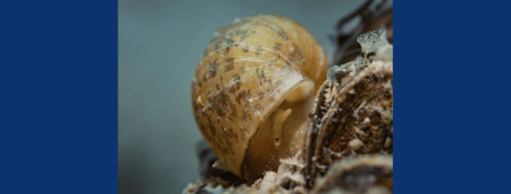 pond snails for betta tanks