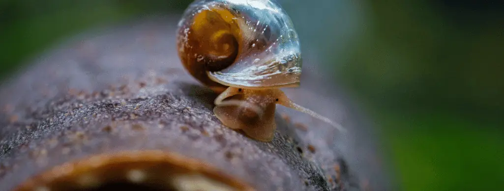 ramshorn snails for betta tanks