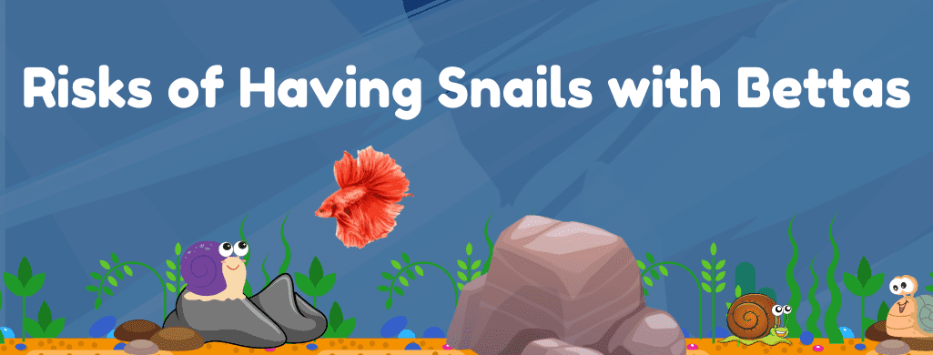 risks of snails with betta fish