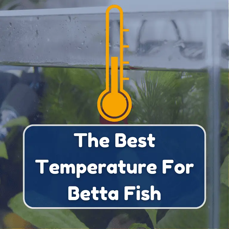 temperature for a betta fish featured