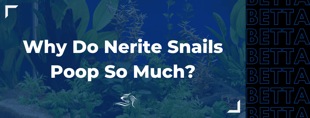why do nerite snails poop so much atf