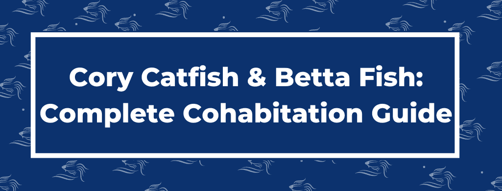 cory catfish and betta atf