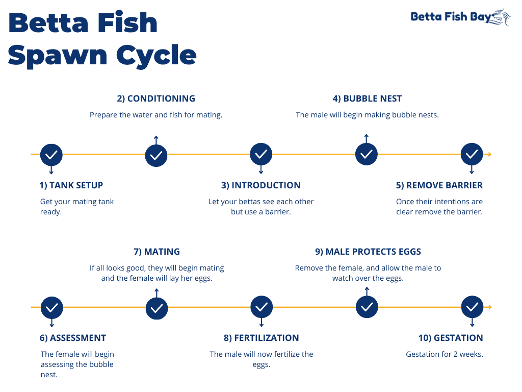 Betta Fish Spawn Cycle