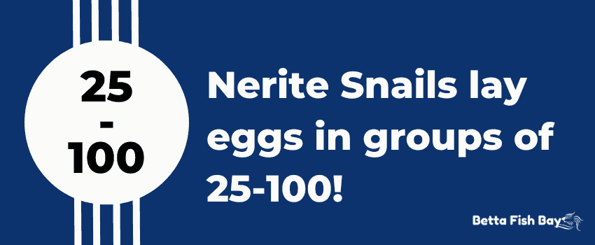 nerite snail eggs