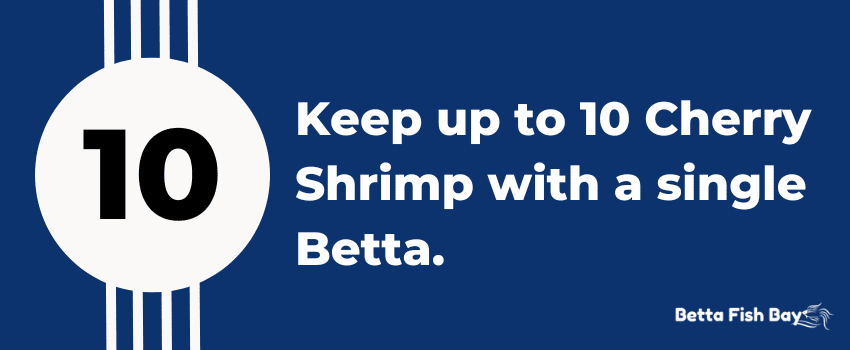 how many cherry shrimp to betta