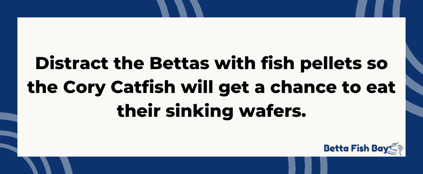 cory catfish and betta diet