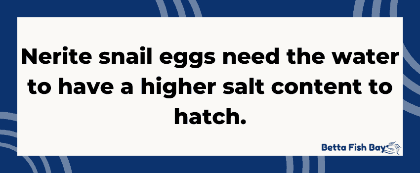 nerite eggs need salt water
