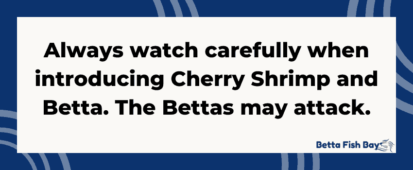 introducing betta and cherry shrimp