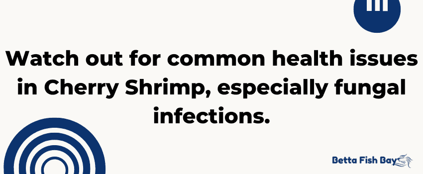 common issues in cherry shrimp