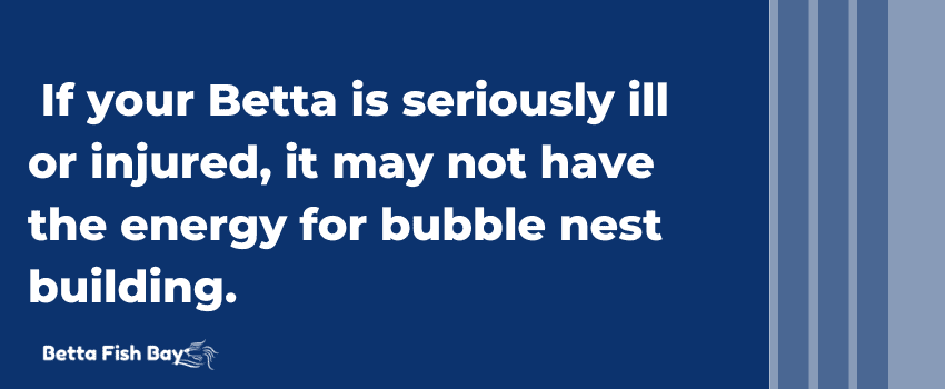 betta injury stops bubble nest