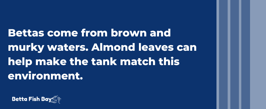 almond leaves make water brown
