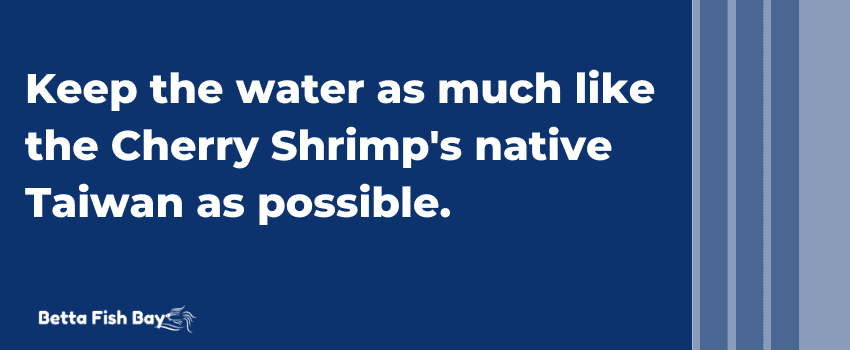 cherry shrimp native water