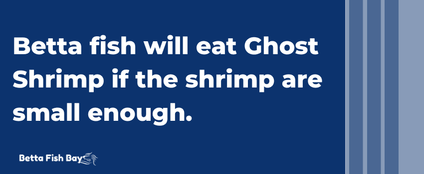 betta eat ghost shrimp
