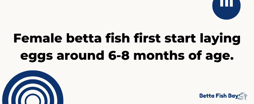 Female betta fish first start laying eggs around 6-8 months of age. data