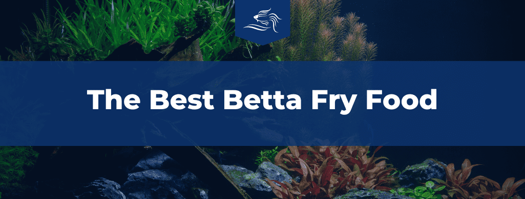 The Best Betta Fry Food ATF