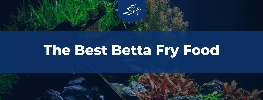 The Best Betta Fry Food ATF